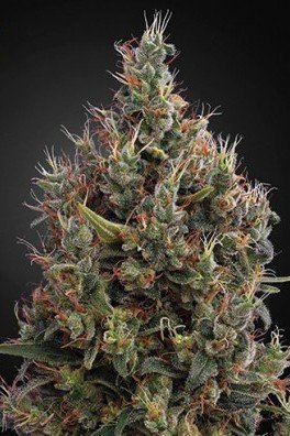 Big Bang Autofiorente (Greenhouse Seeds)