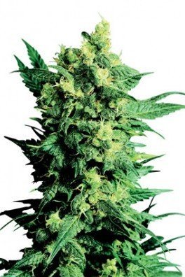 Shiva Shanti II (Sensi Seeds)