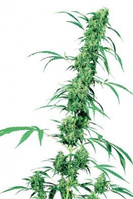 Fruity Juice (Sensi Seeds)