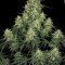 Atomical Haze (Paradise Seeds)