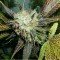 Lucid Bolt (Paradise Seeds)