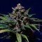 Sweet Purple (Paradise Seeds)