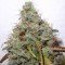 White Berry (Paradise Seeds)