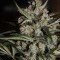 Auto Whiteberry (Paradise Seeds)