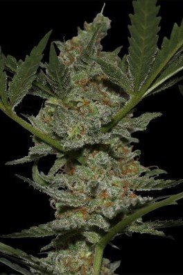 Acapulco Gold (Barney's Farm)