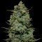 Cookies Kush (Barney's Farm)