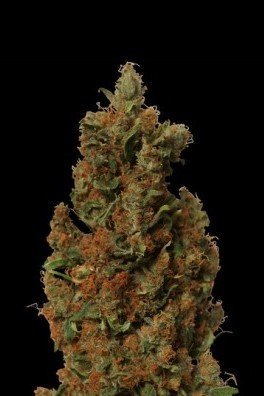 Red Diesel (Barney's Farm)