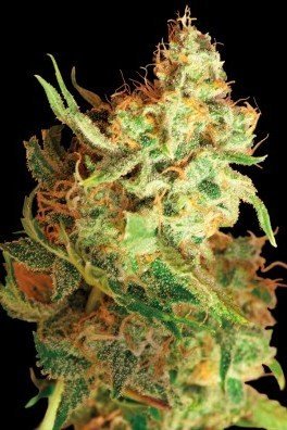 Red Dragon (Barney's Farm)