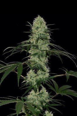 Tangelo Rapido Auto (Barney's Farm)