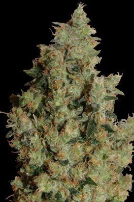 Tangerine Dream (Barney's Farm)