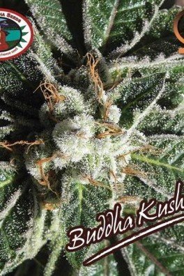 Buddha Kush OG (Big Buddha Seeds)