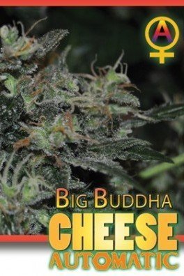 Big Buddha Cheese Automatica (Big Buddha Seeds)