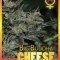 Big Buddha Cheese Automatica (Big Buddha Seeds)