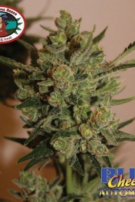 Blue Cheese Automatica (Big Buddha Seeds)