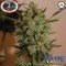 Blue Cheese Automatica (Big Buddha Seeds)