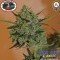 Blue Cheese Automatica (Big Buddha Seeds)