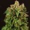 Fallen Angel (Devil’s Harvest Seeds)