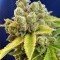 Casey Jones (Devil's Harvest Seeds)