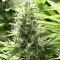 John Doe (Devil’s Harvest Seeds)
