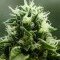 John Doe (Devil’s Harvest Seeds)