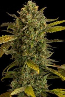 Blue Kush Autofiorente (Dinafem)