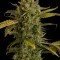 Blue Kush Autofiorente (Dinafem)