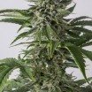 Bubba Kush Autofiorente (Dinafem)