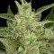 Critical Jack Autofiorente (Dinafem)