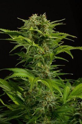 Haze XXL Autofiorente (Dinafem)