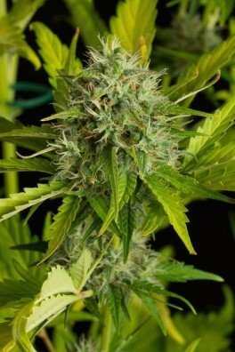 Kush-N-Cheese Autofiorente (Dinafem)