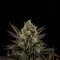 White Widow (Dinafem)