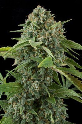 White Widow Autofiorente (Dinafem)