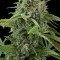 White Widow Autofiorente (Dinafem)