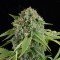 White Widow Autofiorente (Dinafem)