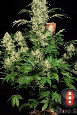 AK-47 (Serious Seeds)