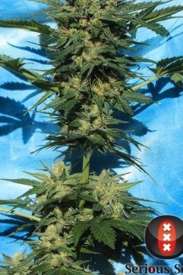 Autofiorente White Russian 1 (Serious Seeds)