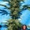 Autofiorente White Russian 1 (Serious Seeds)