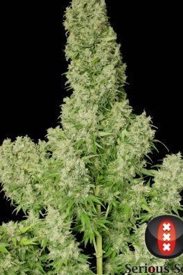 White Russian (Serious Seeds)