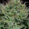 Agent Orange (TGA Subcool Seeds