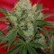 Agent Orange (TGA Subcool Seeds