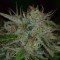 Chernobyl (TGA Subcool Seeds)