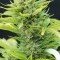 Dairy Queen (TGA Subcool Seeds)