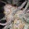 Hurkle (TGA Subcool Seeds)