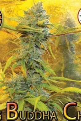 Big Buddha Cheese (Big Buddha Seeds)