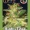 Buddha Tahoe (Big Buddha Seeds)