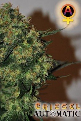 Chiesel Automatica (Big Buddha Seeds)