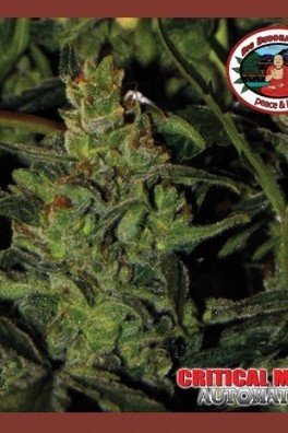 Critical Mass Automatica (Big Buddha Seeds)