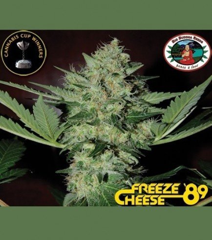 Freeze Cheese '89 (Big Buddha Seeds)