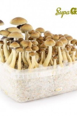 Kit di Funghi Allucinogeni 'B+'