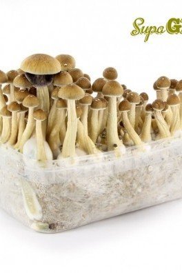 Kit di Funghi Allucinogeni 'McKennaii'